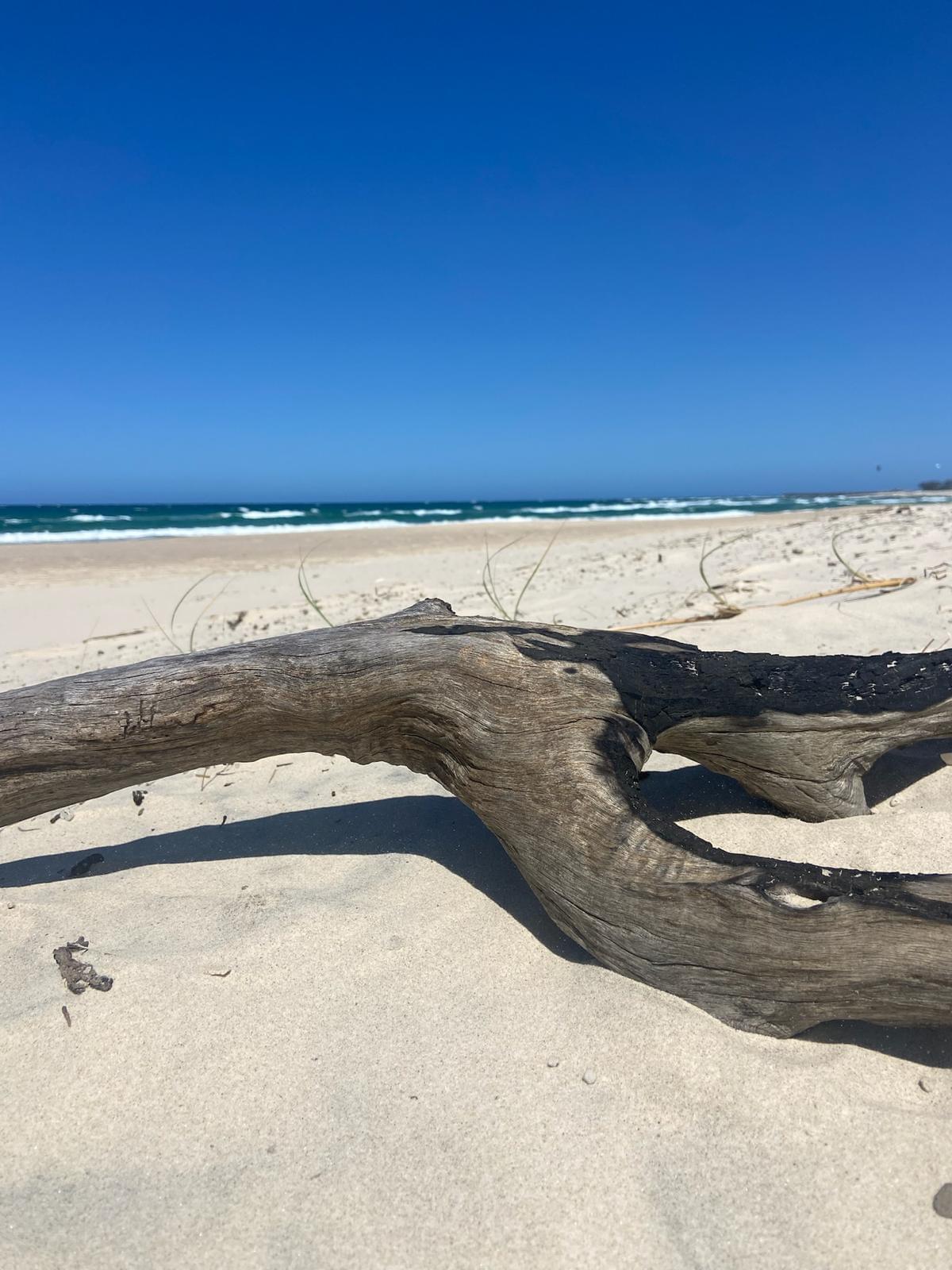Discover the hidden Gold Coast: A unique day trip from Brisbane filled with swimming, surf & natural discoveries - Image 2
